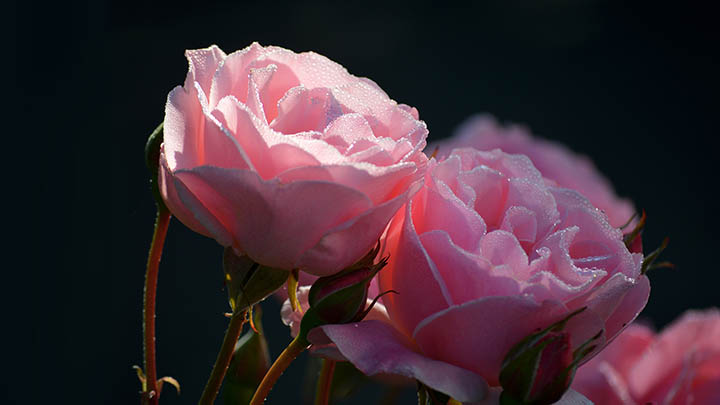 快连下载不了?详细原因解析及全平台解决教程 快连下载不了?详细原因解析及全平台解决教程 二