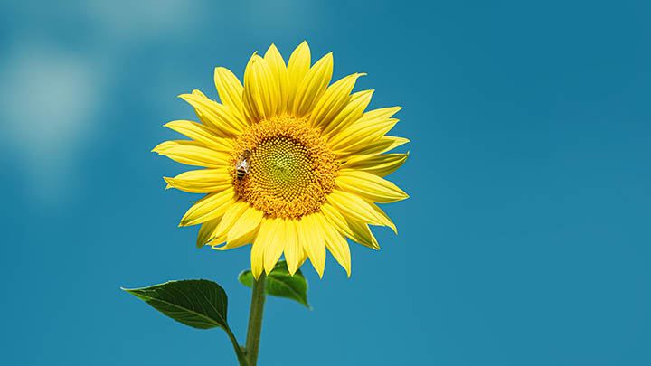 快连下载支持平板吗？全平台设备使用指南及常见问题解析 二